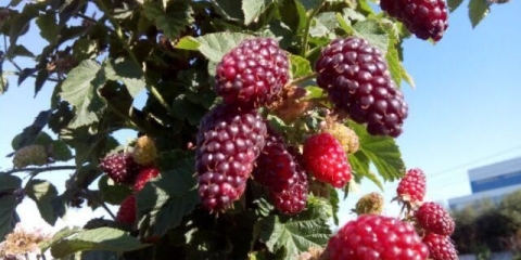 Rezidba maline u jesen i proleće za početnike